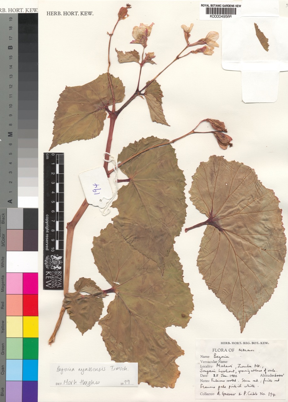 B. nyassensis
